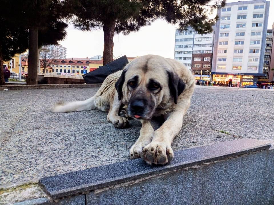 Samsun’da 1 yıl içerisinde çip takılan hayvan sayısı açıklandı