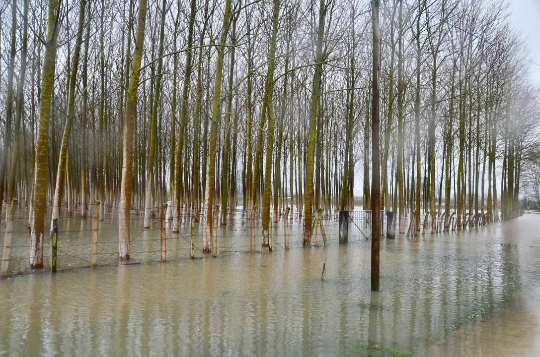 Samsun'da tarım arazileri sular altında kaldı