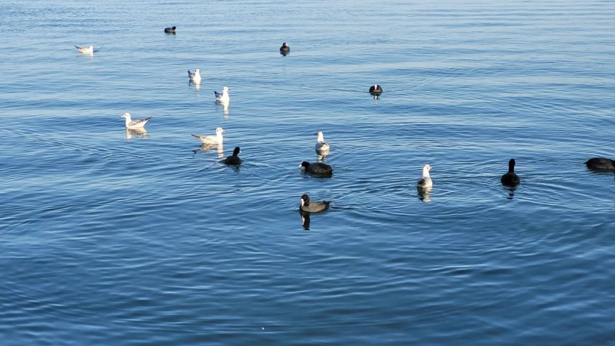 Samsun'da yabani kuşlardan şov yaptı