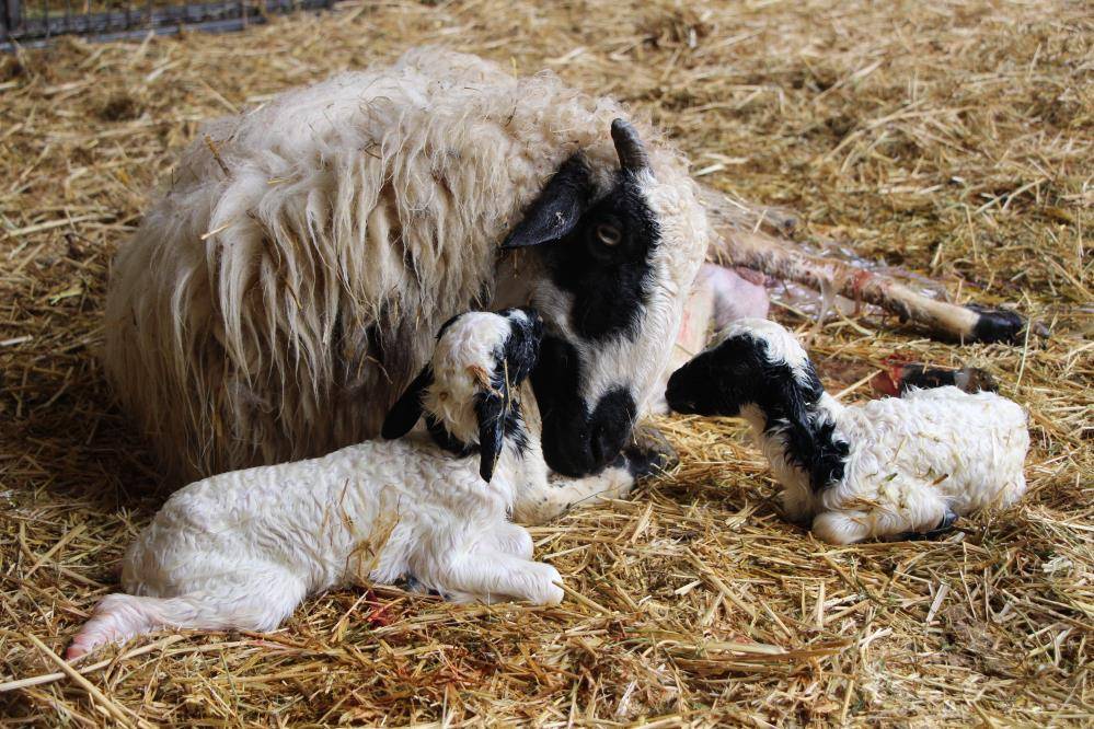 Samsun'da hayvancılara kuzu ve buzağı uyarısı