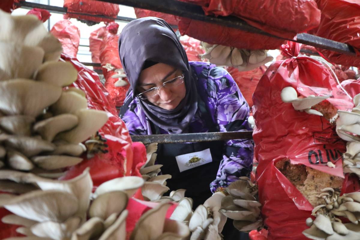 Samsun’da girişimci kadınlar tonlarca mantar üretimi yapıyor!