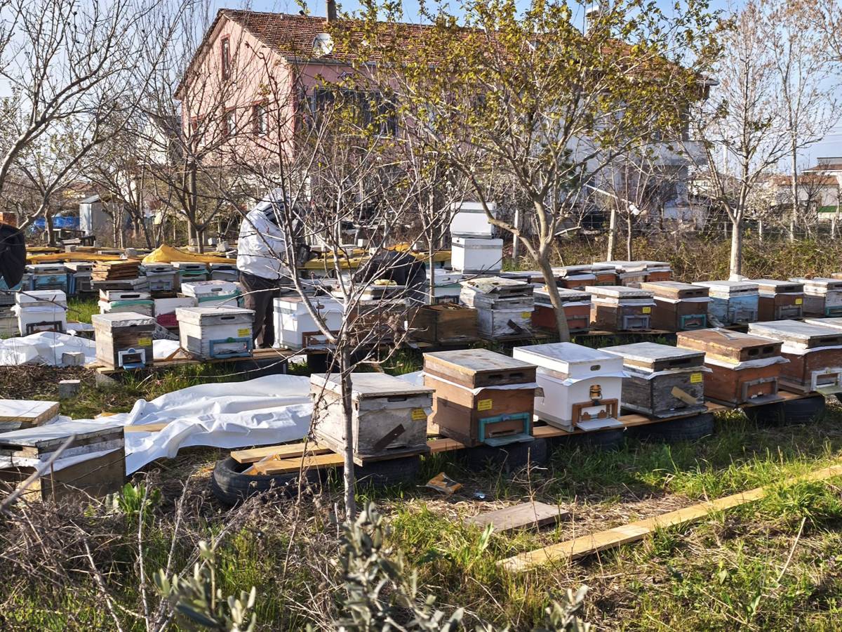 Bafra’da arıcıların bahar mesaisi başladı