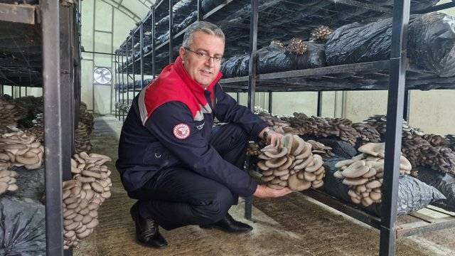 Samsun'da istiridye mantarı üretimi artıyor