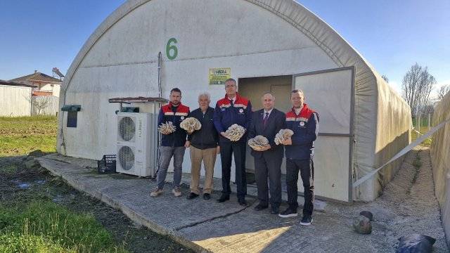 Samsun'da istiridye mantarı üretimi artıyor