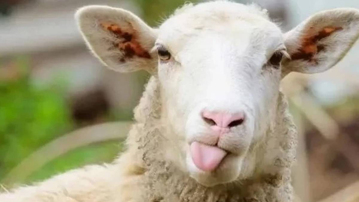 2026 Kurban Bayramı ne zaman? Kurban Bayramı tatili kaç gün?