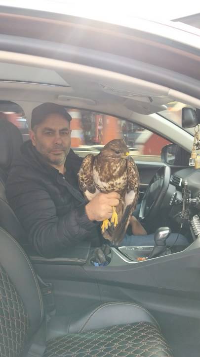 Samsun Bafra'da yaralı kızıl şahine mahalleli sahip çıktı