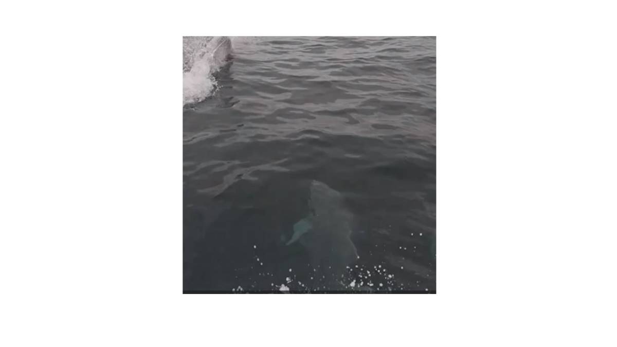 Samsun'da yunusların dansı