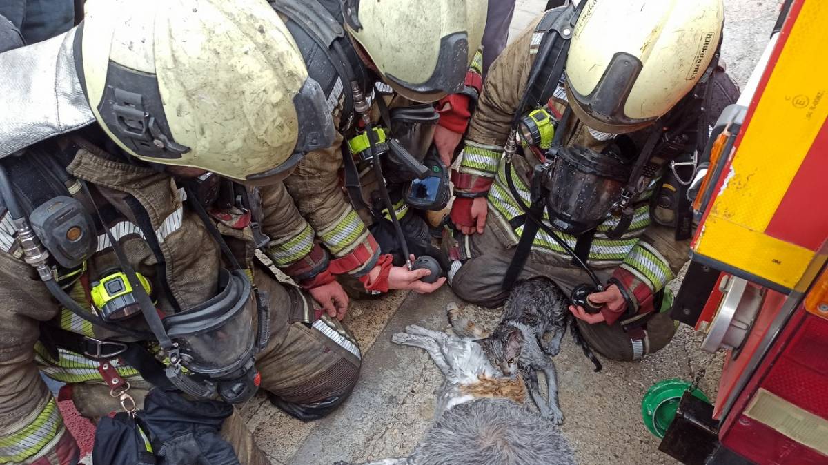 Yangından etkilenen kediler kalp masajıyla hayata döndü