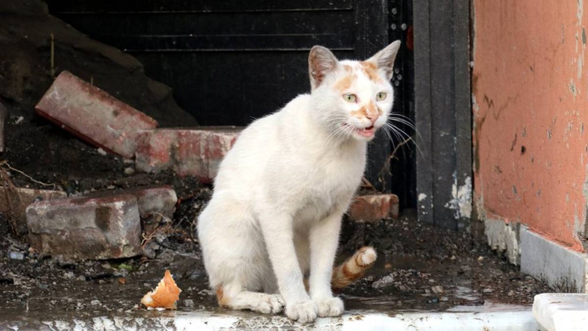 4 Nisan ne günü? 4 Nisan Dünya Sokak Hayvanları Günü!
