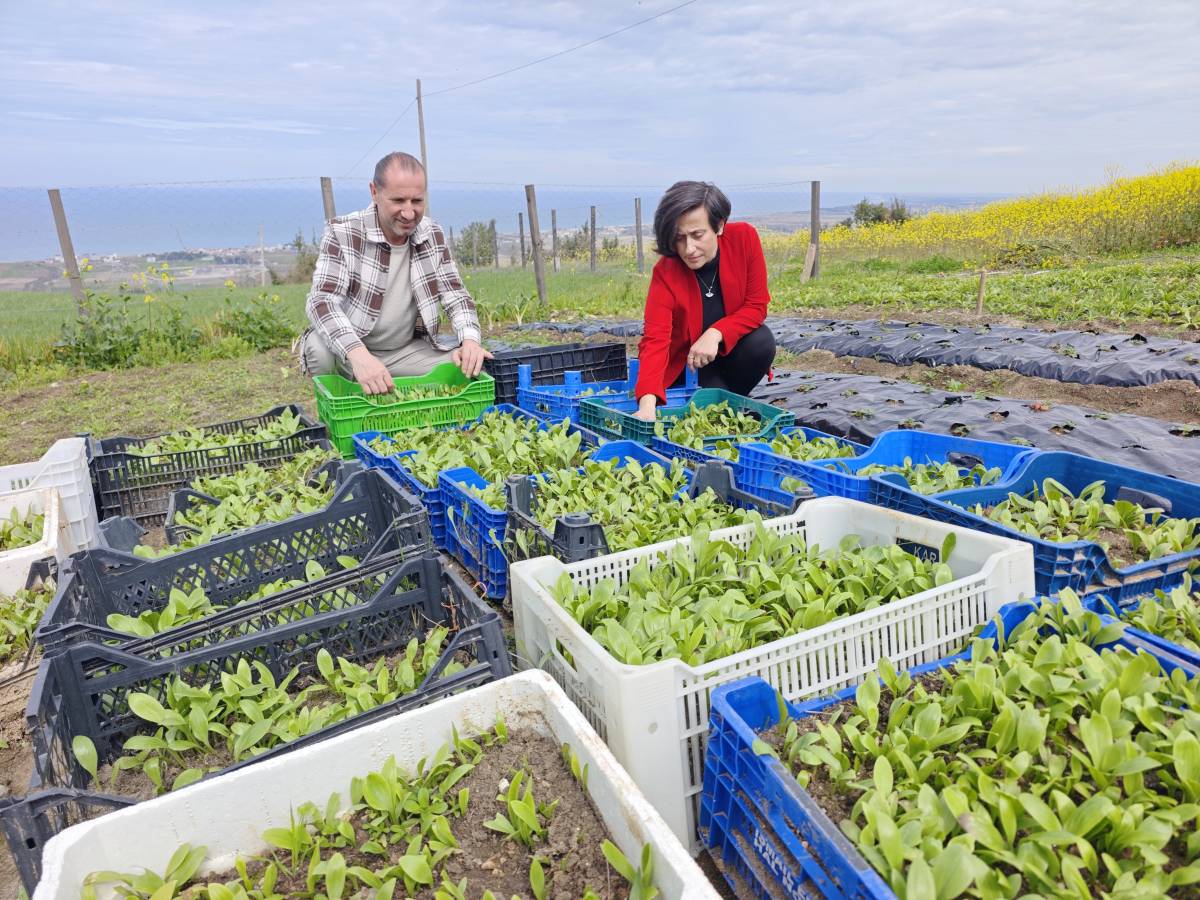 Samsunlu girişimci çift ak zambak soğanını ihracata hazırlıyor