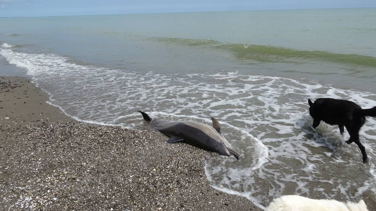 Samsun’da kıyıya vuran ölü yunuslar endişe yarattı