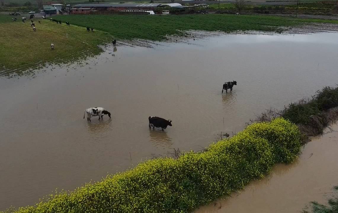 İzmir sağanak! Tarım arazileri ve kara yolu sular altında kaldı