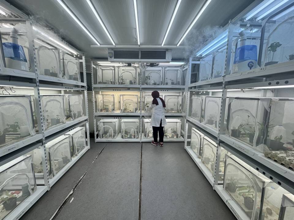 Kahverengi kokarcayla topyekûn mücadele