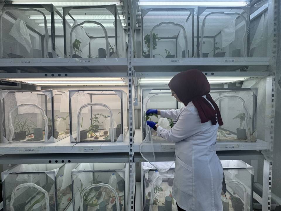 Kahverengi kokarcayla topyekûn mücadele