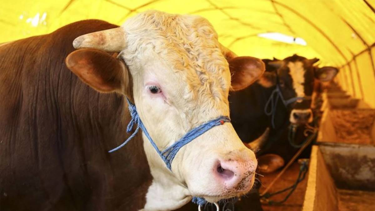 Kurbanlık fiyatları belli oldu mu? 2026 küçükbaş, büyükbaş kurbanlık fiyatları