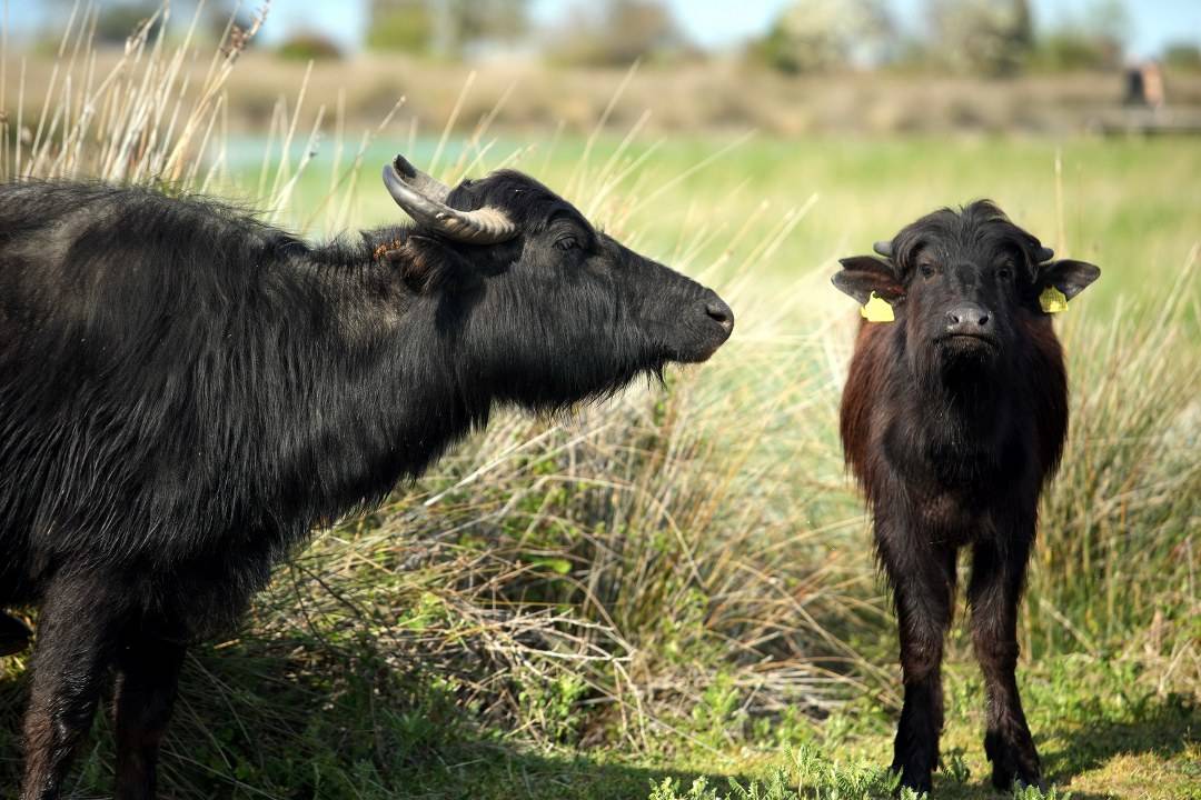 Samsun Kızılırmak Kuş Cenneti'nde  ilkbahar güzelliği