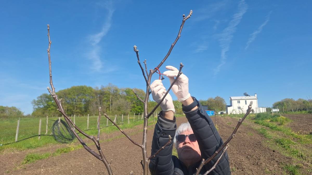 Samsun'da kadın çiftçilere tarım eğitimi