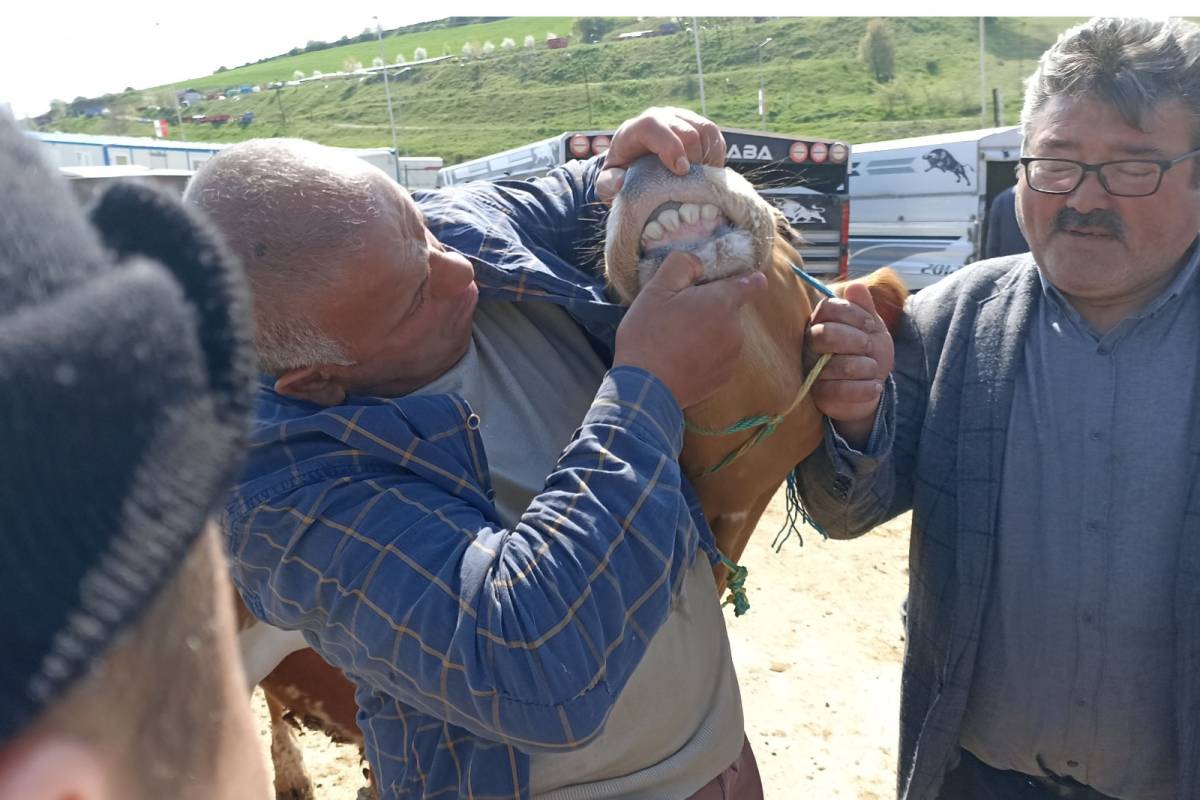 Hayvan pazarında kurban hareketliliği