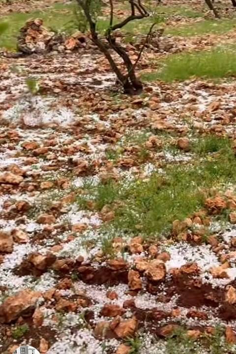 Dolu yağışı fıstık ağaçlarına zarar verdi