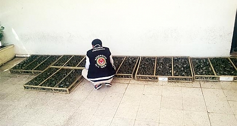 Saka kuşu kaçakçıları yakalandı