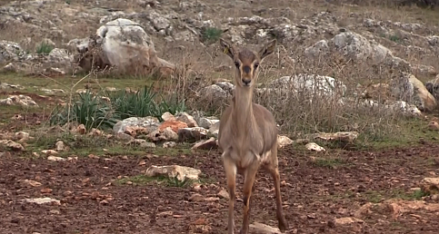 "Gazella gazella" ceylanı sayısında artış